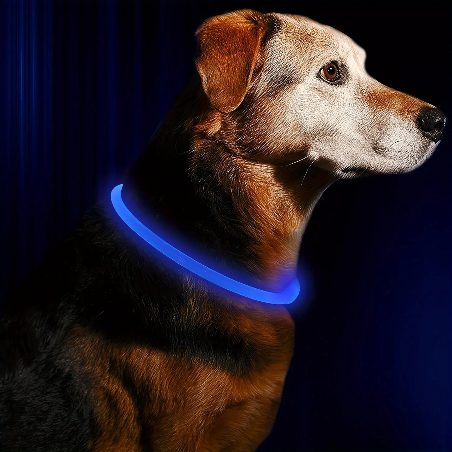 Collier lumineux LED pour chien, rechargeable par USB, anti-perte