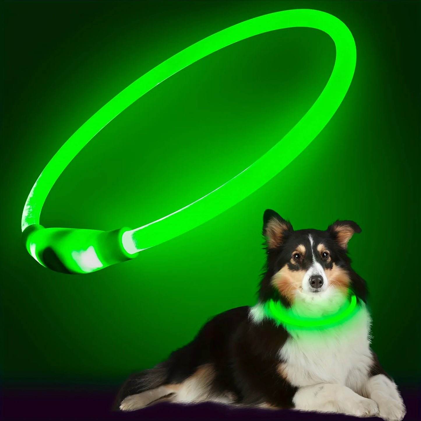 Collier lumineux LED pour chien, rechargeable par USB, anti-perte