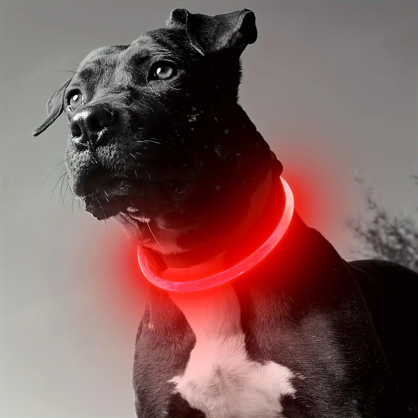 Collier lumineux LED pour chien, rechargeable par USB, anti-perte